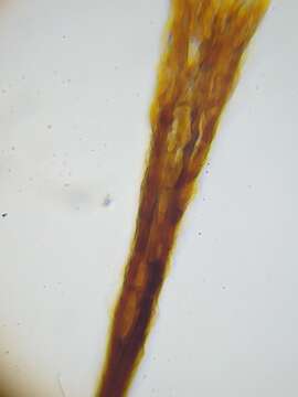 Image of Comatricha elegans (Racib.) G. Lister 1909