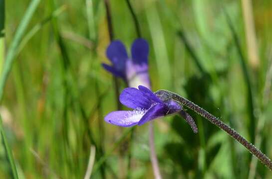 Image of Butterworts