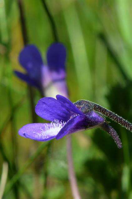 Image of Butterworts