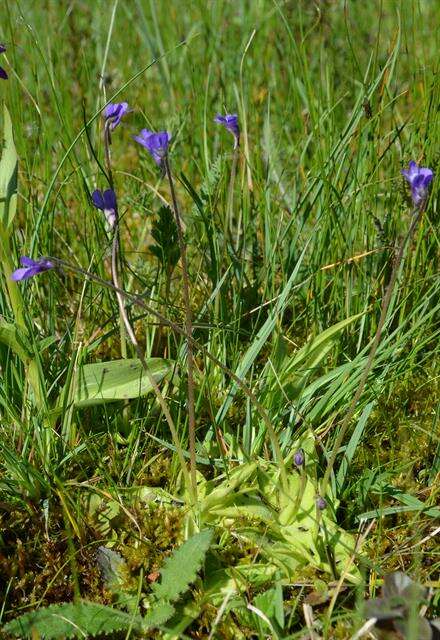 Image of Butterworts