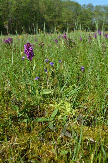 Image of Butterworts