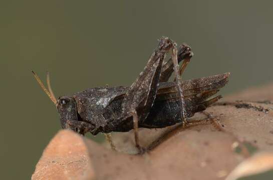 Image of Pygmy Grasshopper Superfamily