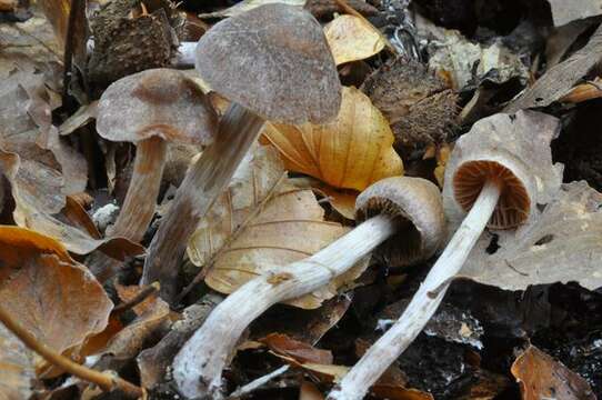 Image of Cortinarius casimiri (Velen.) Huijsman 1955