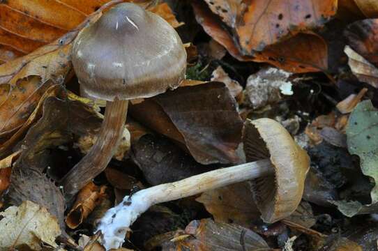 Image of Cortinarius decipiens (Pers.) Fr. 1838