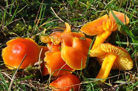 Image of waxcaps (fungi)