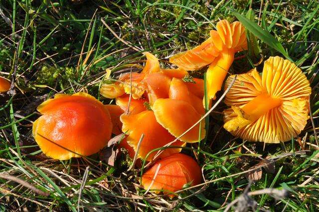 Image of waxcaps (fungi)