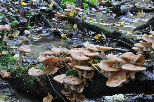 Слика од <i>Armillaria lutea</i>