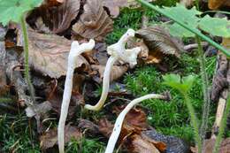 Image of Clavulinaceae