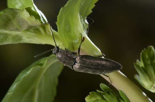 Image of Dendrometrinae
