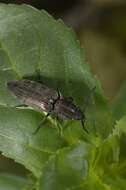 Image of click beetles