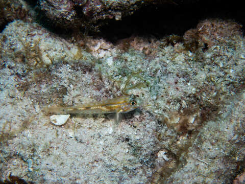 Image of Pallid Goby