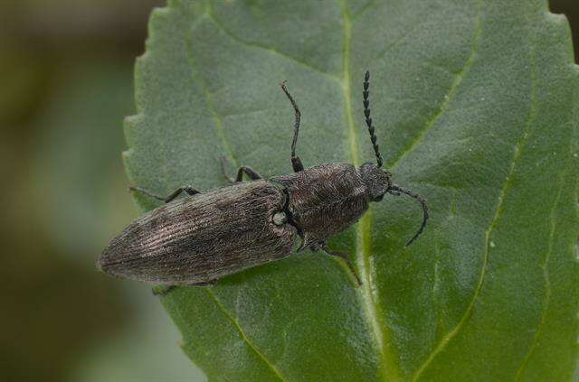 Image of click beetles