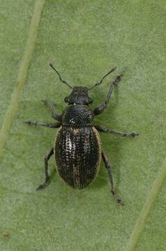 Imagem de Strophosoma (Neliocarus) sus Stephens 1831