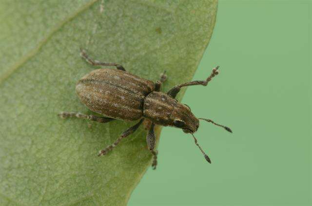 Image of Clover Root Weevil