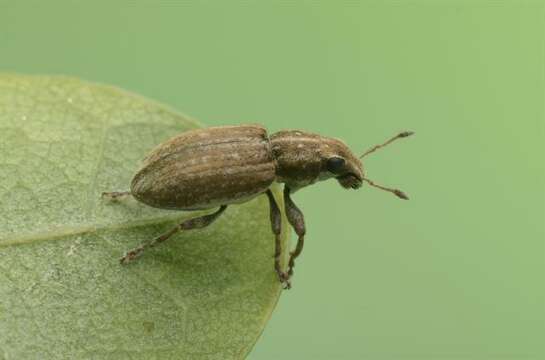 Image of Clover Root Weevil