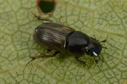 Image of Aphodiidae