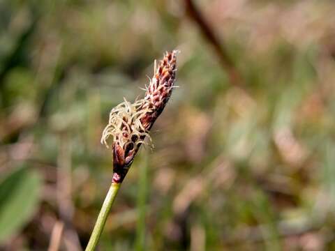 Image of Carex ericetorum Pollich