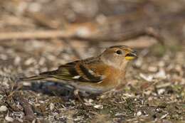 Image of Fringilla Linnaeus 1758