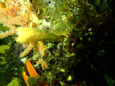 Image of angular ascidian