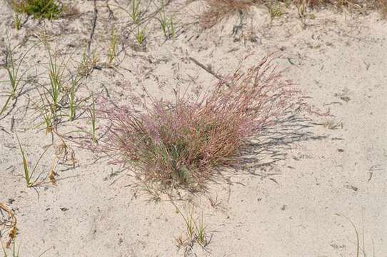 Image of clubawn grass