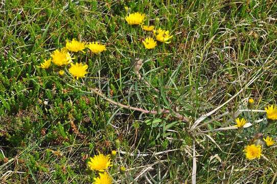 Image of hawkweed