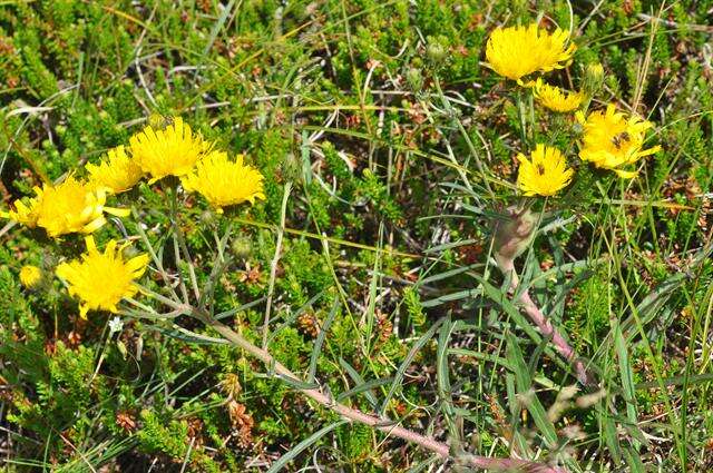 Image of hawkweed