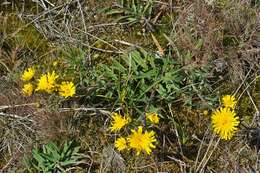 Image of hawkweed