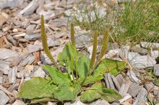 Plantago uliginosa F. W. Schmidt resmi