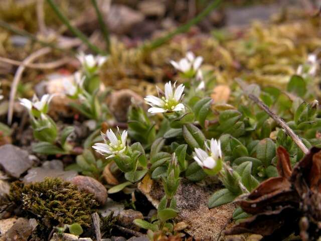 Image of fivestamen chickweed