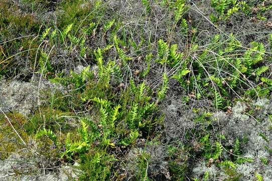 Imagem de Polypodium mantoniae (Schidlay) Shivas