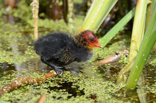 Imagem de Fulica Linnaeus 1758