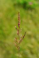 Image of bentgrass