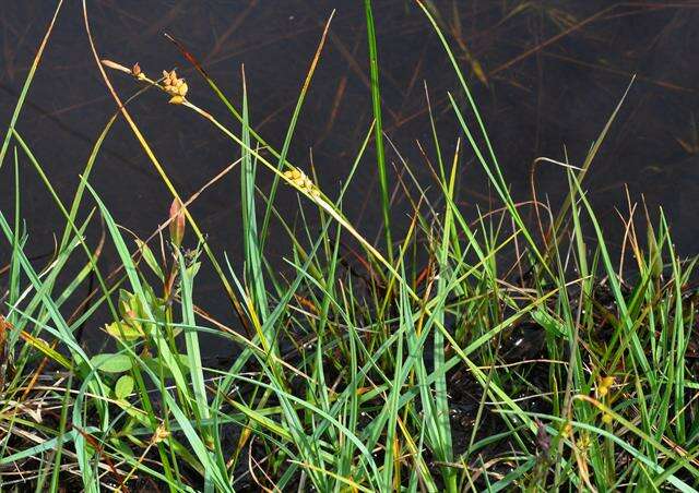 Image of carnation sedge