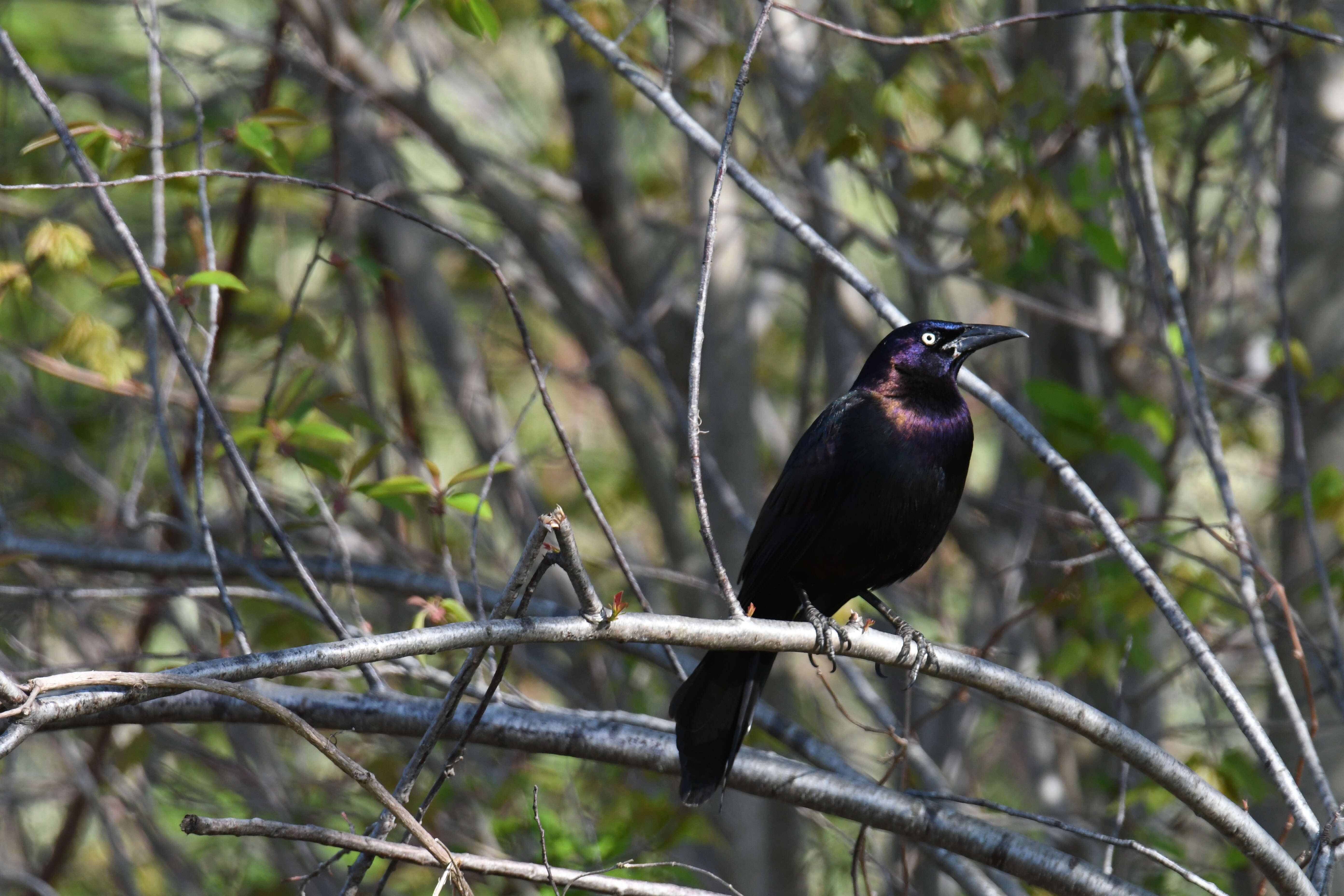 Image of Boat-tailed Grackle