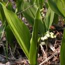 Image of Lily-of-the-valley