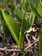 Convallaria resmi