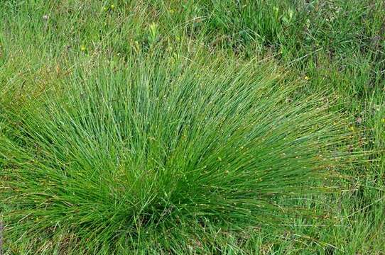 Image of Trichophorum cespitosum subsp. germanicum (Palla) Hegi