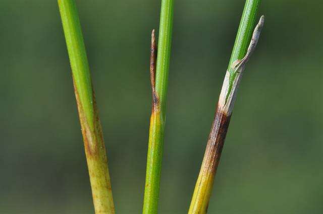 Plancia ëd Trichophorum cespitosum subsp. germanicum (Palla) Hegi