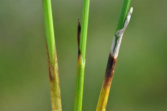 Plancia ëd Trichophorum cespitosum subsp. germanicum (Palla) Hegi