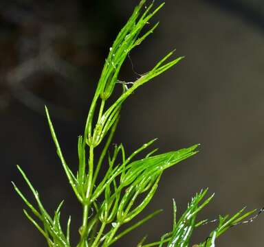 Image of Fragile Stonewort