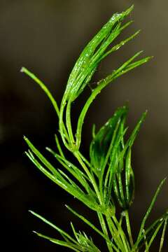 Image of Fragile Stonewort