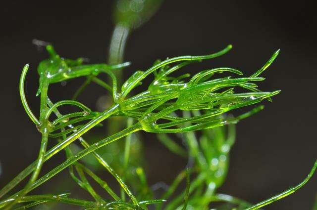 Image of Stonewort