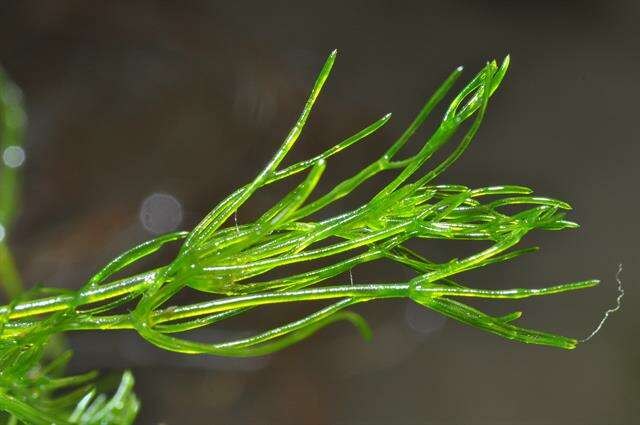 Image of Stonewort