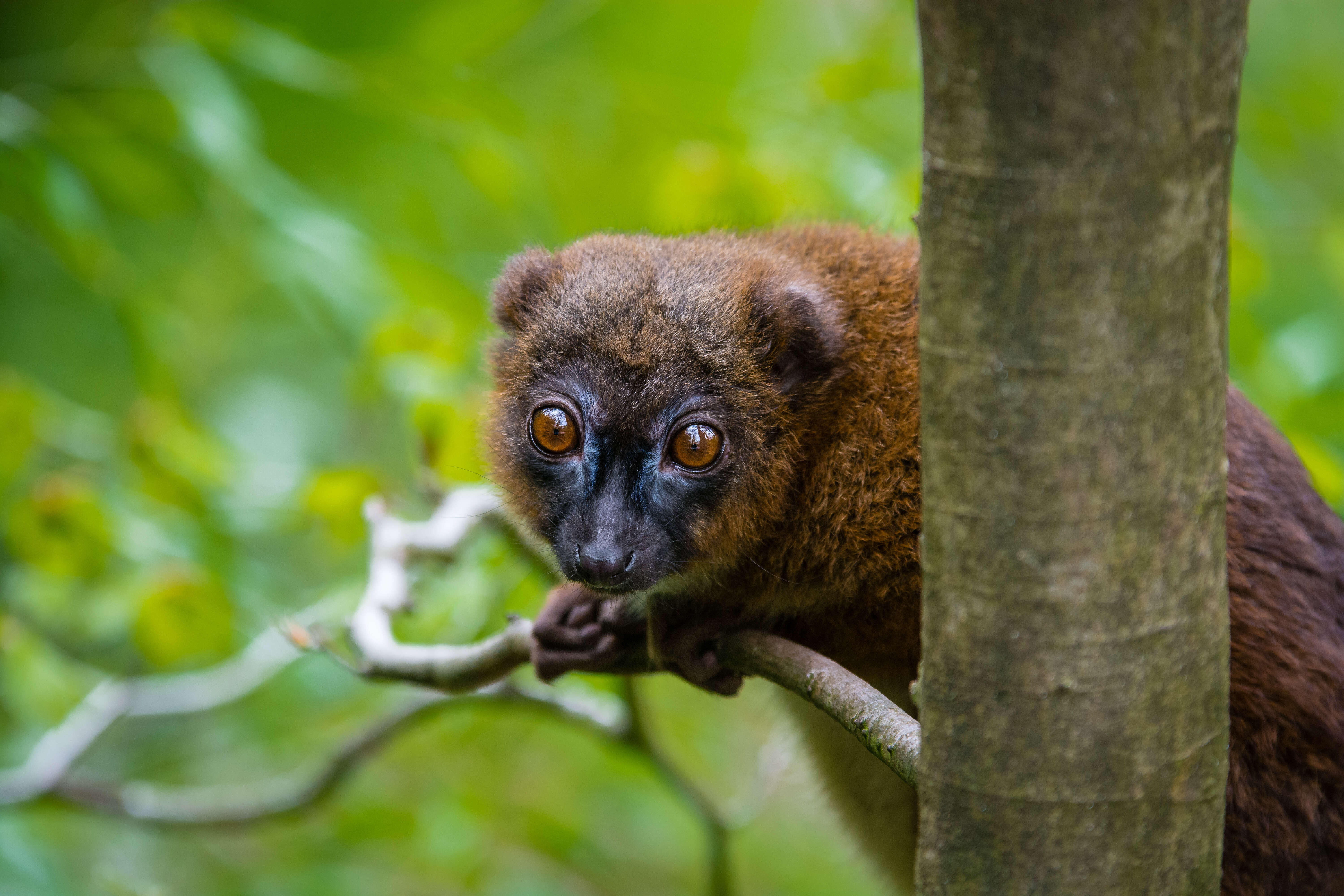 Image of Red-bellied Lemur