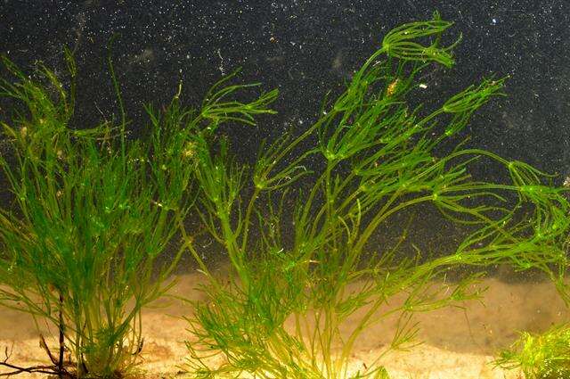 Image of Stonewort