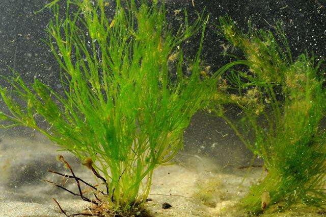 Image of Stonewort