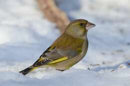 Image of European greenfinch