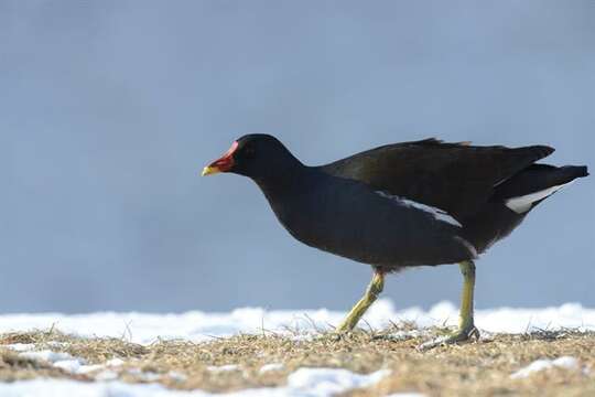 Gallinula Brisson 1760 resmi