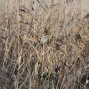 Image of Brown Shrike