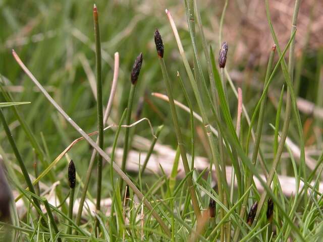 Image of Slender Spike-rush